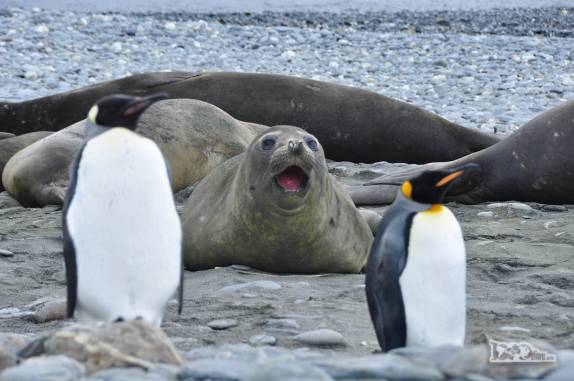 Fêmea de elefante-marinho abre sua boca em  Salisbury Plain, na Geórgia do Sul